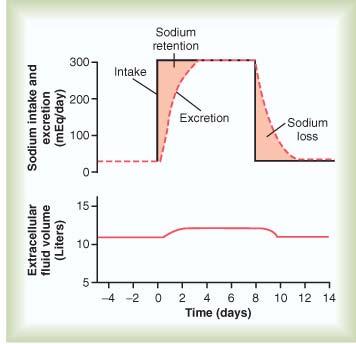 Risposta ad una carico di Na + La risposta renale ad una carico di sodio si valuta in giorni,, ma il bilancio è sempre