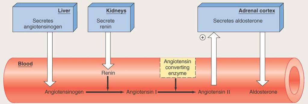 Aldosterone è secreto in