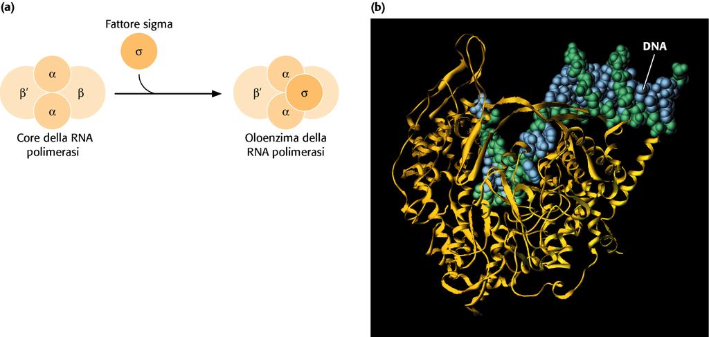 RNA polimerasi batterica RNA polimerasi eucariotiche