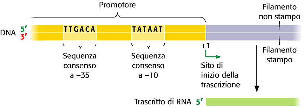 1. INIZIO della TRASCRIZIONE 1.