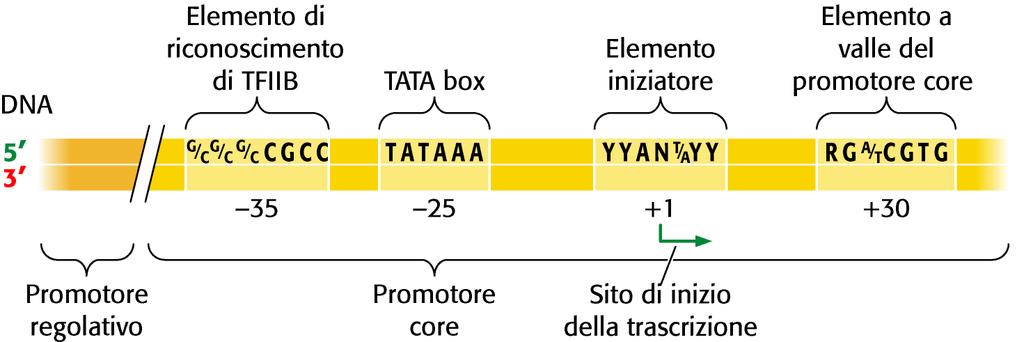 LA TRASCRIZIONE NEGLI EUCARIOTI - Rimodellamento cromatina - Inizio della trascrizione (promotori ed enhancer) -
