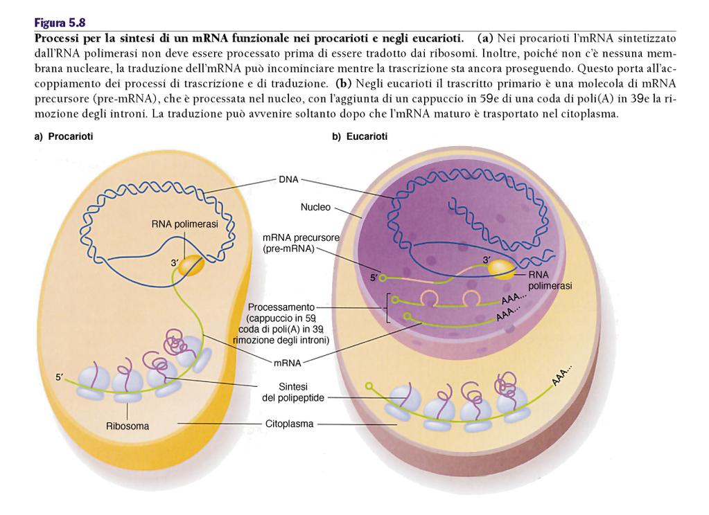 RNA polcistronici RNA monocistronici Pierce,