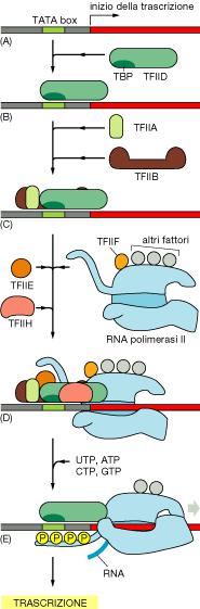 Per iniziare la trascrizione di un gene la RNA pol II richiede molti fattori generali della trascrizione (proteine) che servono per piazzare la pol sul promotore, iniziare la trascrizione e