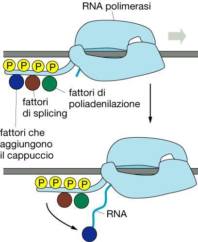 RNA pol II negli eucarioti Molti enzimi depuati a modificare l RNA nascente viaggiano sopra la RNA pol II, Per esempio ci sono proteinchinasi in grado di aggiungere più di cento gruppi fosfato,