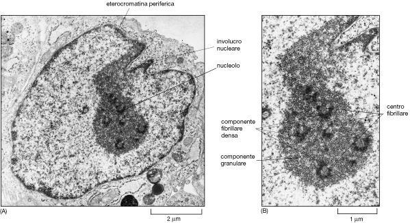 nucleo ma non separato da menbrane. Inoltre contiene tutte le molecole che sono necessarie per la maturazione degli RNA ribosomali.