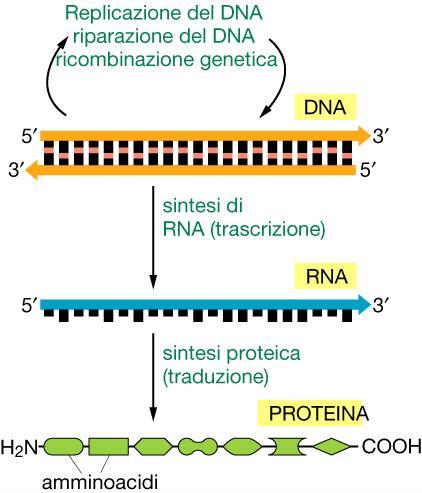 Dal DNA alle proteine Il flusso dell informazione genetica da DNA a RNA (durante la fase che chiamiamo trascrizione) e successivamente da RNA a proteine (attraverso la