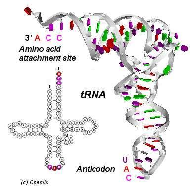 La tripletta codificante sull mrna non si lega direttamente all amminoacido ma ad una molecola adattatore che può riconoscere tramite un suo sito il codone e presentare all altra estremità l