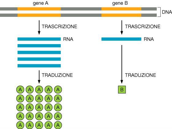 Differenti efficienze di espressione genica I geni codificati dal DNA non vengono trascritti e tradotti in modo omogeneo.