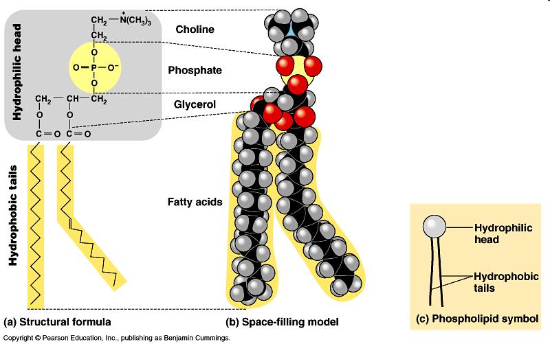 FOSFOLIPIDI Nei fosfolipidi due gruppi ossidrilici del glicerolo sono esterificati da due acidi grassi mentre il terzo è esterificato dall acido fosforico che,a sua volta, è coniugato ad altre