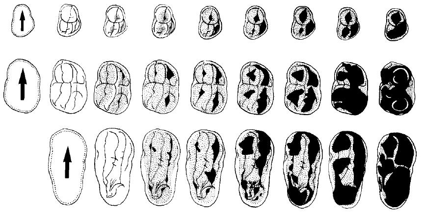5.1. Pattern di mortalità - Età di Ursus spelaeus in base all usura dei denti I