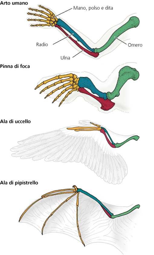 tessuto muscolare, sistema urogenitale) Endoderma (intestino e ghiandole connesse, sistema respiratorio) Gli organi hanno