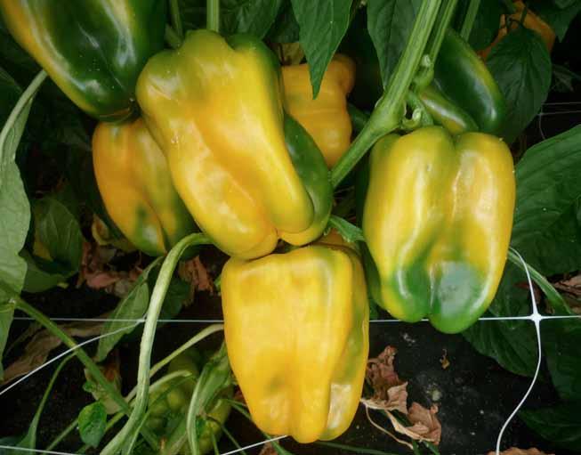 Il peperone (Capsicum annuum) appartiene alla famiglia delle Solanacee, al genere Capsicum e, come tutti gli altri ortaggi di questa famiglia (pomodoro, patate, melanzane) proviene dal nuovo