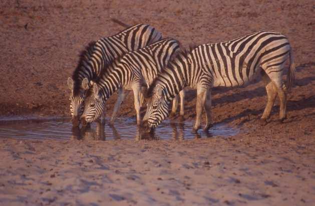 Può essere considerata a scale diverse: intraspecifica, di specie,