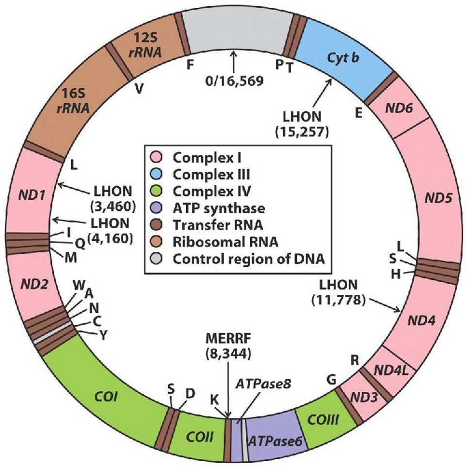 Marcatori mtdna: regione barcode 5 cox1 usato come