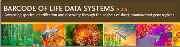 Databases BOLD System