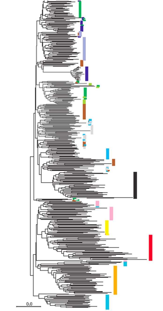 mtdna/aflp: Leptinotarsa