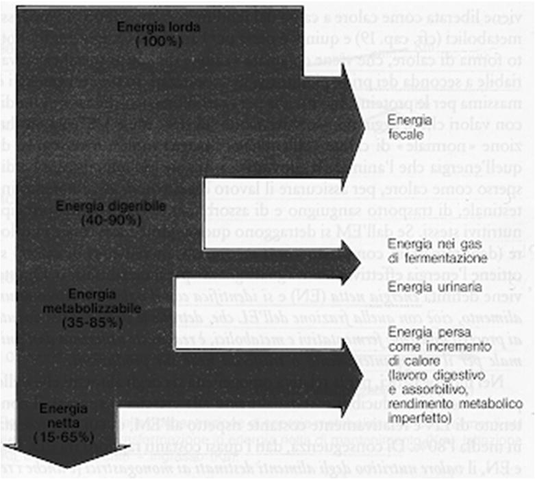 V.N. : utilizzazione dell energia alimentare V.N. : energia lorda (EL) E l energia chimica che può