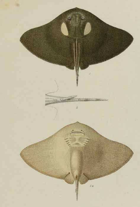 Immagine del lato dorsale e ventrale e dell aculeo di Pteroplatea binotata Lunel,1879. Il nome è sinonimo di Gymnura Altavela.