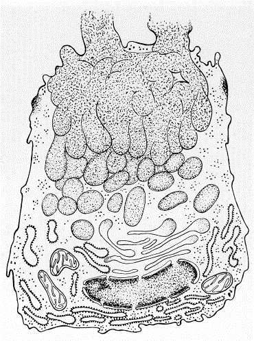 SECREZIONE MUCOSA Numerosi vacuoli contenenti muco si fondono prima di essere secreti L apparato