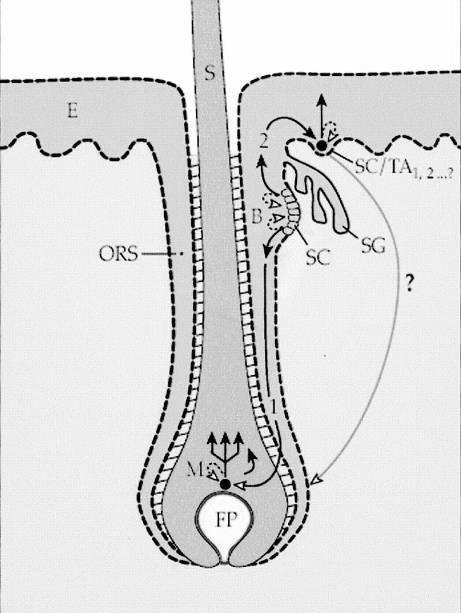 unità epidermo-pilosebacea (epidermide, follicolo pilifero, ghiandola sebacea) le SC (cellule staminali) escono dal bulge (B) e possono generare: 1.