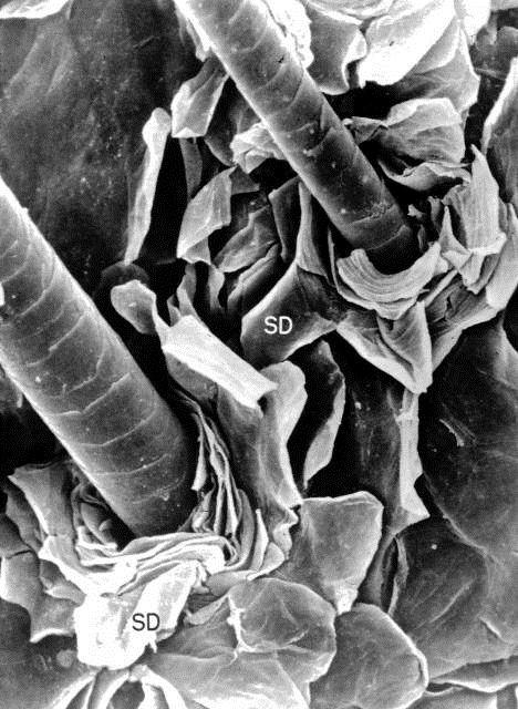 Visione al microscopio elettronico a scansione (MES)