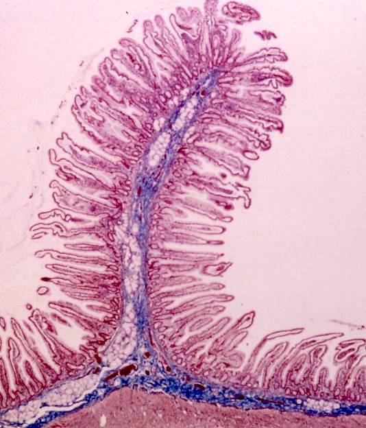 mucosa Sottomucosa Tonaca muscolare interna Sezione istologica di plica (piega)