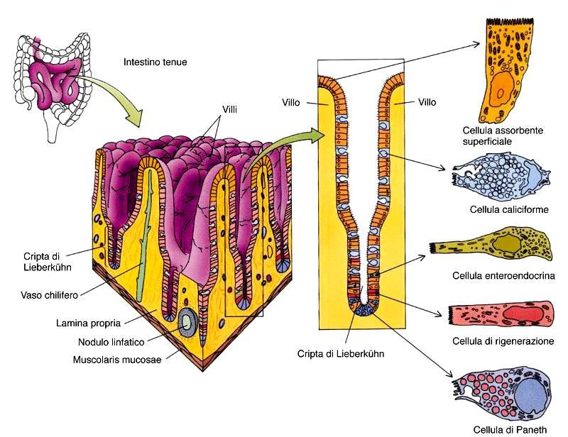 Schema della mucosa dell intestino tenue Muscularis mucosae Contengono numerosi granuli di secrezione citoplasmatici fortemente eosinofili.