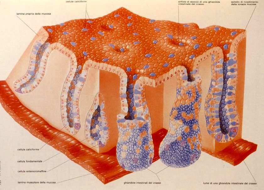 Schema della mucosa