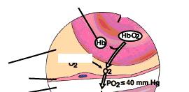 (po 2 capillari - po 2 tessuto) A = superficie di scambio, d = distanza tra capillare e tessuto Il