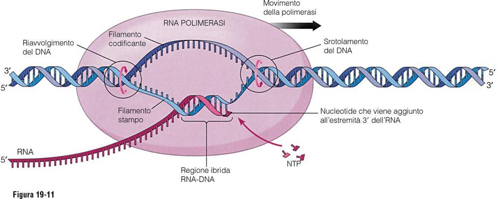 Allungamento della catena dell RNA 3 La