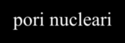 dopo criofrattura Dal nucleo dove avviene la