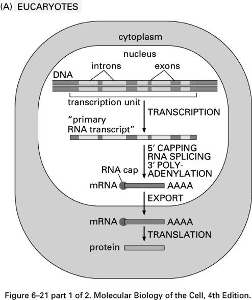 PROCARIOTI Su stampo di DNA RNA pol legge sequenza di DNA per cercare e legare promotore EUCARIOTI Su