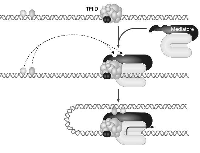 molecular basis of eukaryo<c