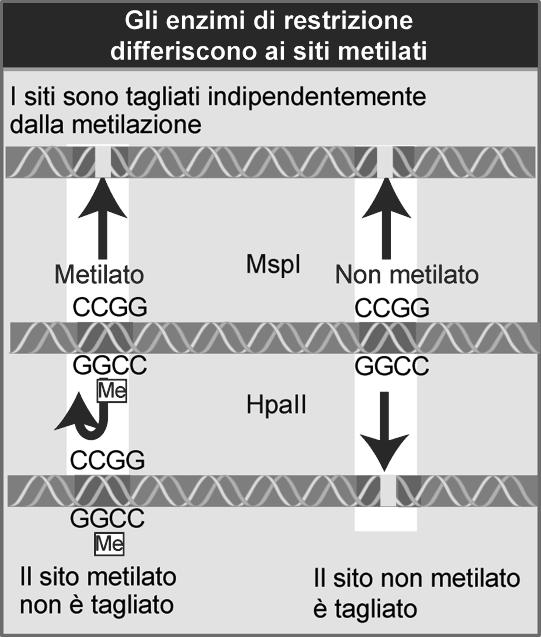 attivatori) L attività di un