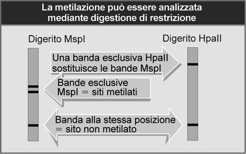 Metilazione del DNA HpaII taglia