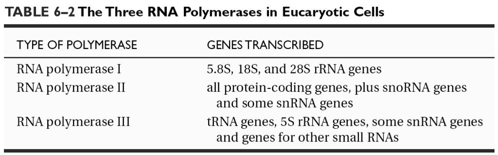 RNA polimerasi degli eucarioti RNA