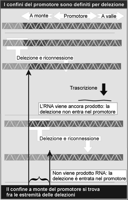 . Promotore batterico (A) e