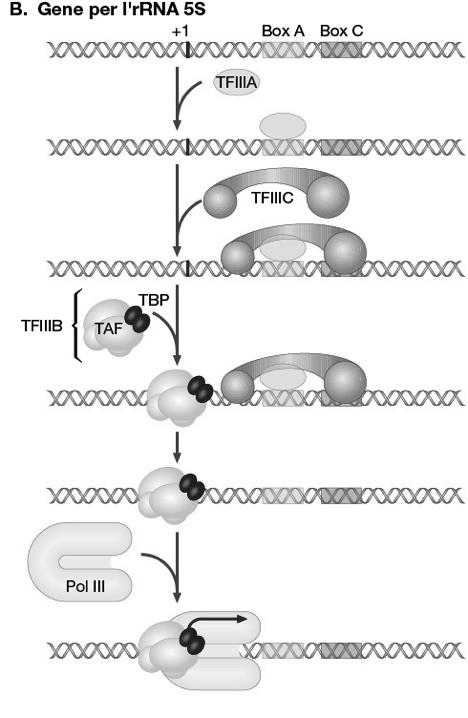 promotori della RNA polimerasi III Tipo 1: Tipo