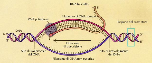 Lezione 6 - Trascrizione del DNA 1. Flusso dell informazione genetica 2. RNA polimerasi 3. Siti di inizio e fine trascrizione 4. Reazione 5.