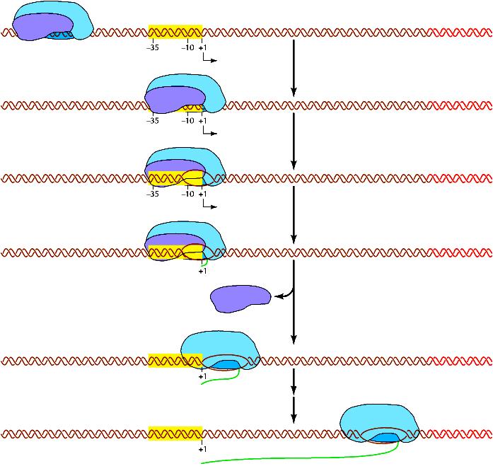 Trascrizione da parte dell RNA polimerasi in E.