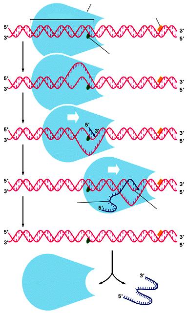 Riassunto della trascrizione del DNA promotore RNA polimerasi segnale di stop per l RNA polimersi APERTURA DELL ELICA DEL DNA sito di inizio della trascizione doppia elica di DNA INIZIO DELLA CATENA