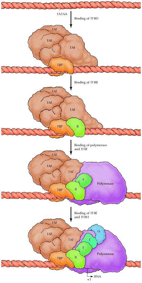 Trascrizione negli eucarioti TBP TAF Legame di TFIID Il momento chiave dell attività dell RNA polii è: il riconoscimento della TATA box da parte della TBP (TATA box Binding Protein) che è associata a