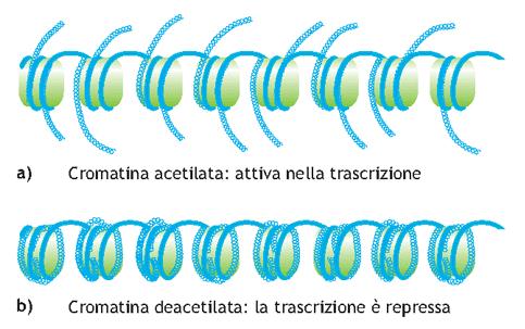 Problema del rimodellamento della cromatina L organizzazione della cromatina è cruciale nel permettere o meno che un determinato gene venga espresso L aggiunta di particolari gruppi (fosforilazioni