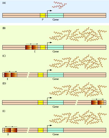 Trascrizione del DNA negli eucarioti: gli enhancer Trascrizione basale Enhancer Trascrizione stimolata Trascrizione stimolata Trascrizione stimolata sequenze regolatrici poste molto più lontano dal