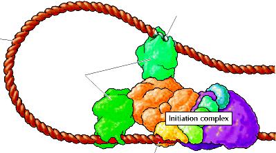 Trascrizione del DNA negli eucarioti: come si attivano gli enhancer Come i promotori, gli enhancer funzionano legando fattori di trascrizione che regolano poi la RNA pol.