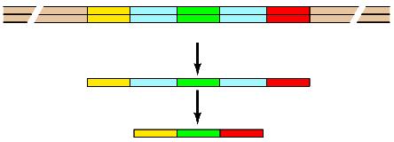 esone 2 esone 3 Trascritto primario di RNA Trascrizione 5 3 Splicing RNAm 5 3 Sequenze spaziatrici: lunghe sequenze di DNA che si