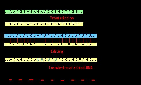 EDITING Cambiamento post-trascrizionale delle sequenze dell mrna Mitocondri e cloroplasti di alcune specie: delezione ed