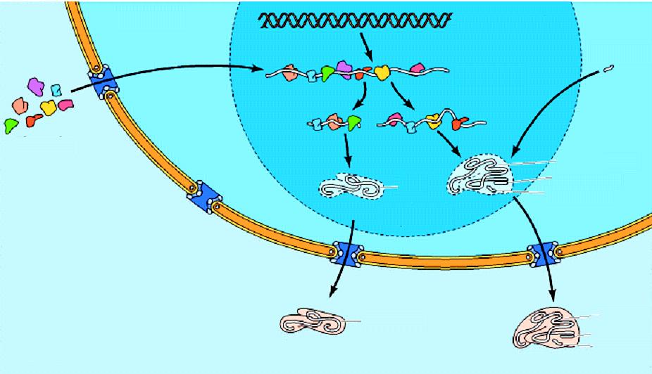 ASSEMBLAGGIO DEI RIBOSOMI La formazione dei ribosomi coinvolge l assemblaggio dell RNA ribosomale precursore sia con proteine ribosomali che con rrna 5S: RNA 5S: trascritti fuori dal nucleolo dalla