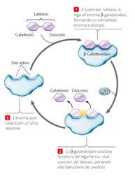 lattosio = glucosio + galattosio enzimi per il metabolismo del lattosio: