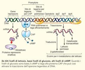 geni catabolici (regolazione